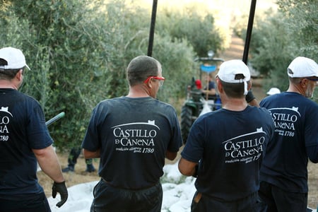 Harvesting_Castillo_de_Canena