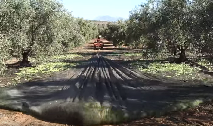 MakingOliveOil_Video_Screenshot.png