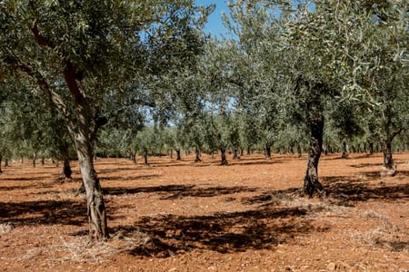 Lorenzo_3