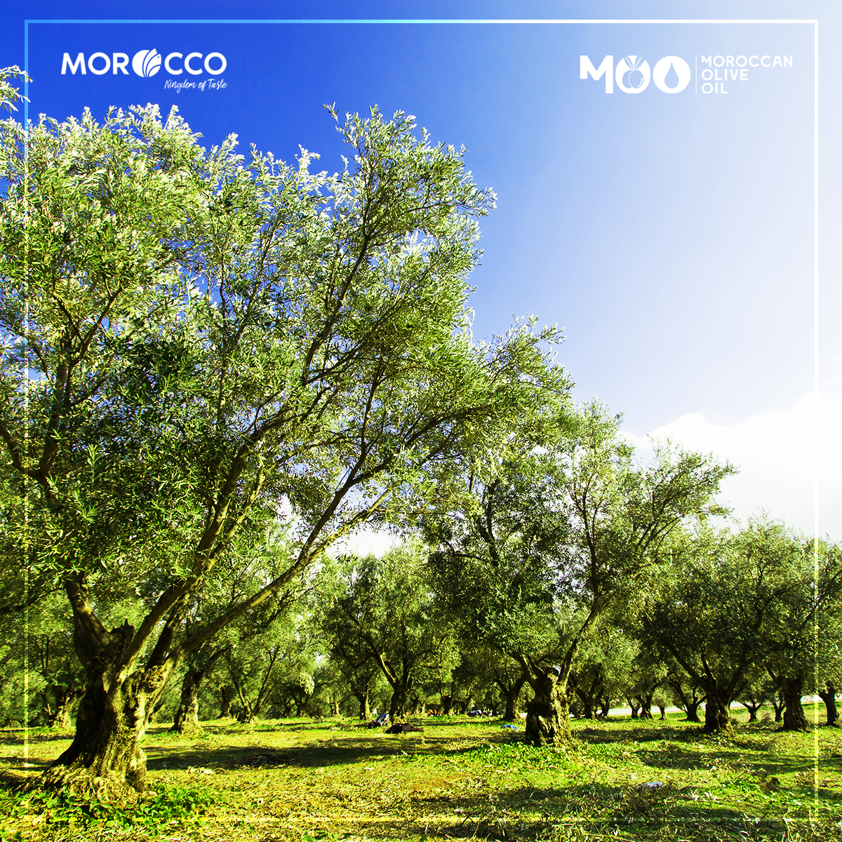 MOO_01