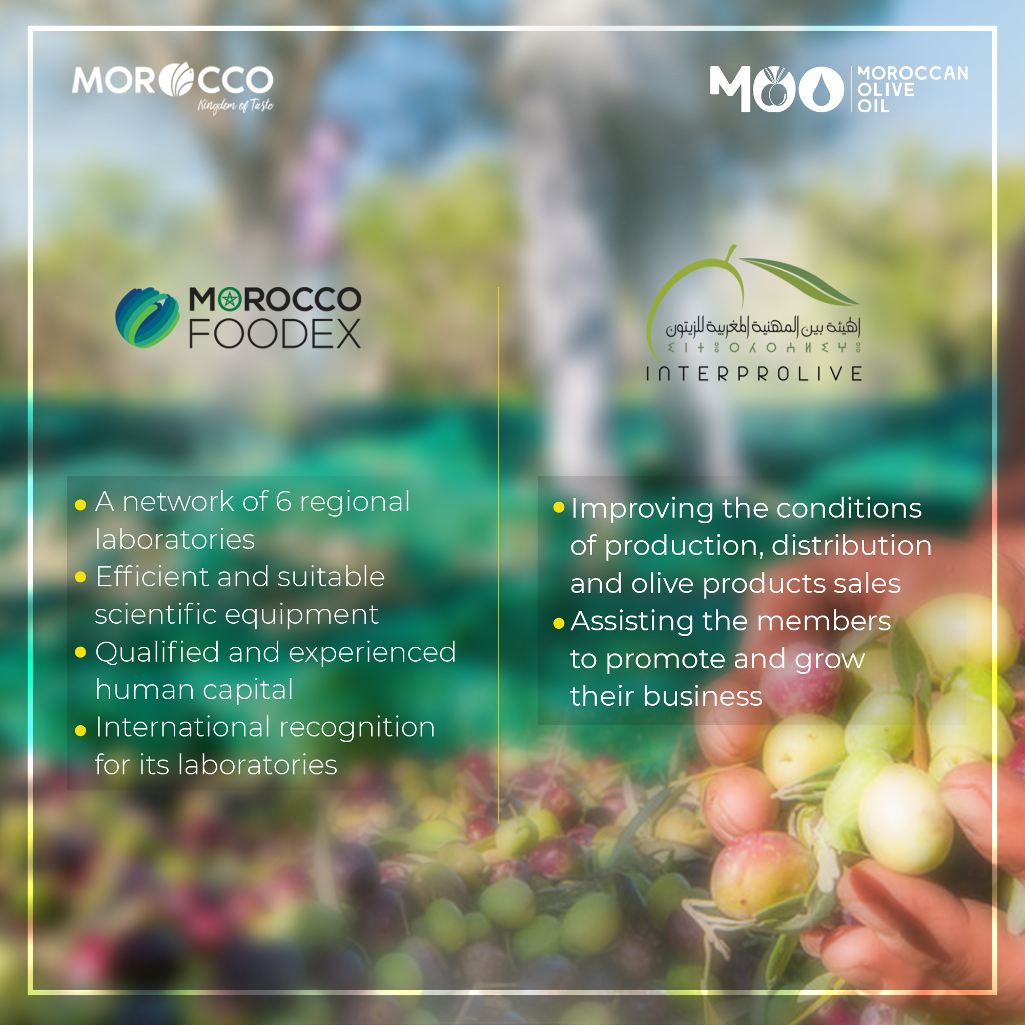 MOO_08