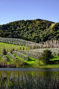 McEvoy-Frantoio-Pond---Orchard