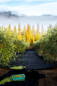 McEvoy-Ranch-Harvest-Time