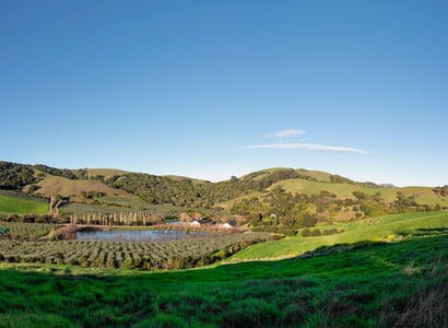 McEvoy-Ranch-Hills---Orchards