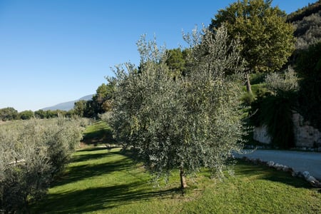Olive Tree Image 2