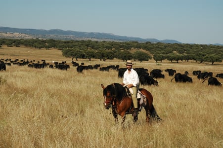 TRASHUMANCIA 2007 096