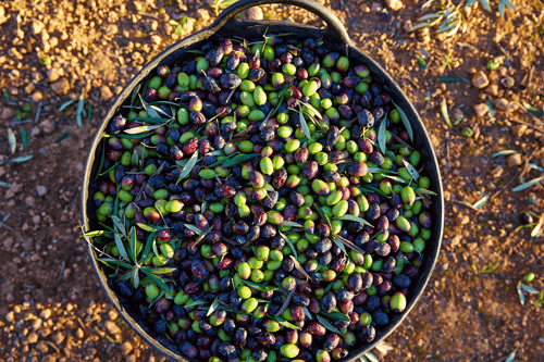 harvest