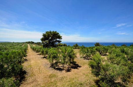 olive groves