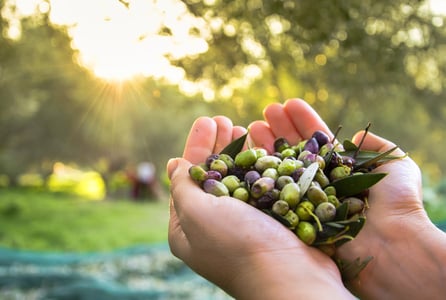 olive harvest (Large)