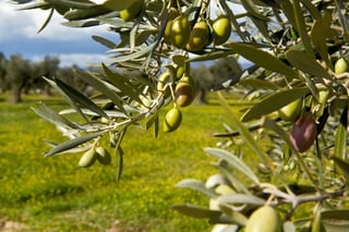 Picture of olives on a tree
