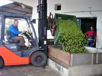 production in olive mill