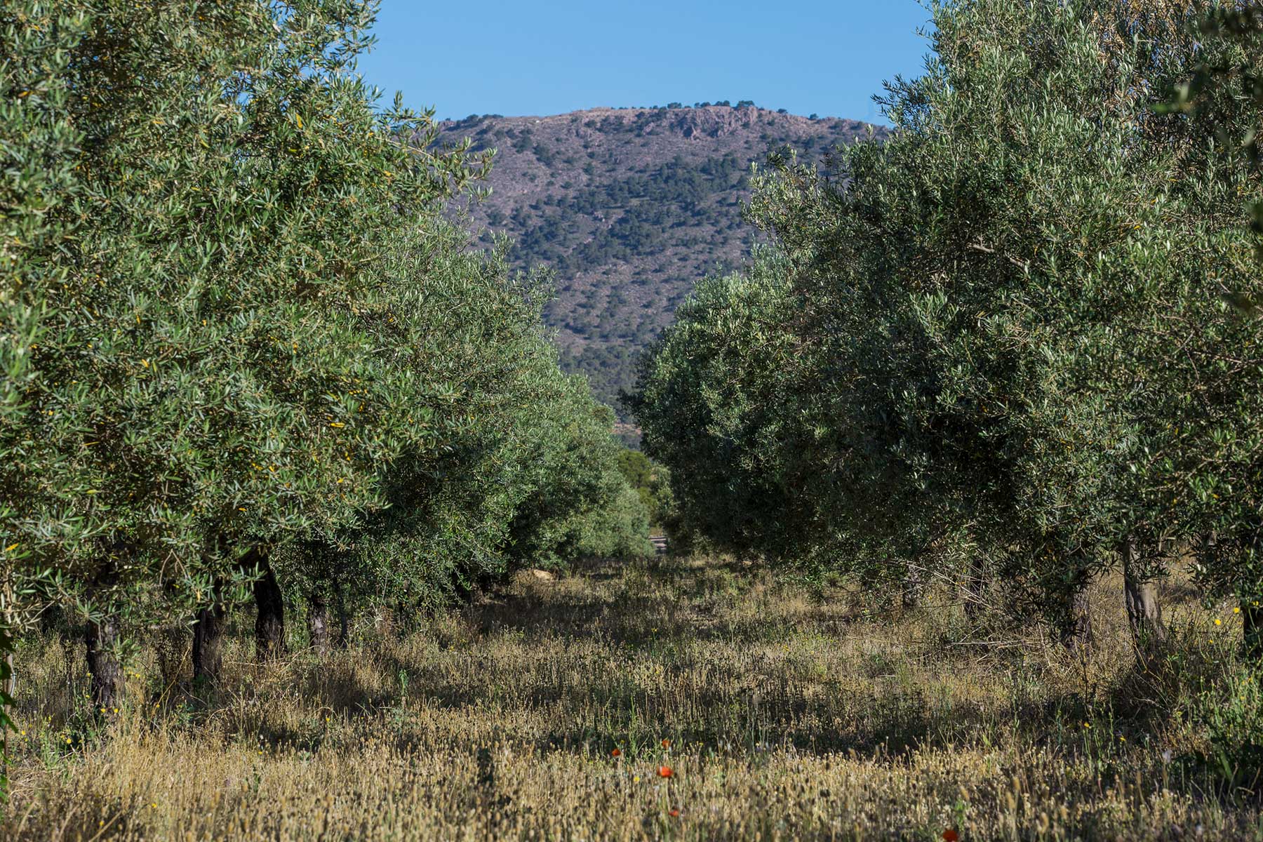 Pago de Peñarrubia S.L.
