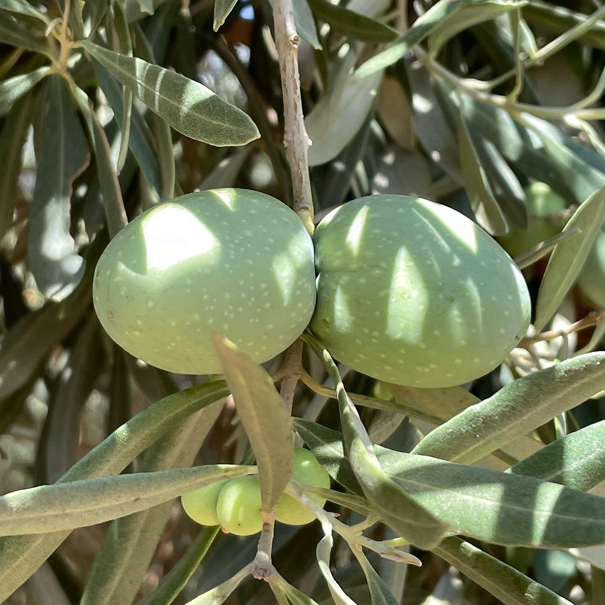 Olivaia