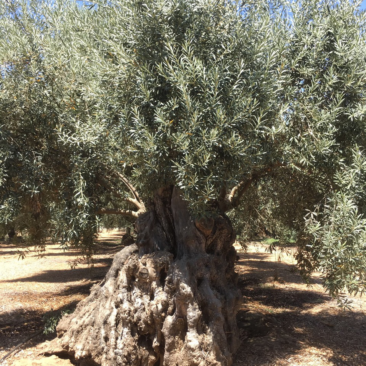 Olivaia